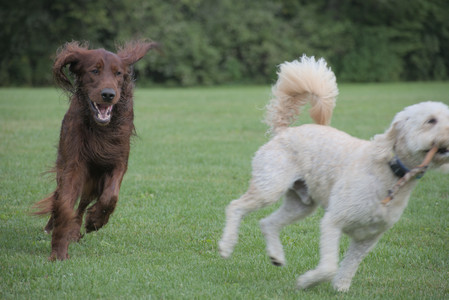 20250913_Dog Park__DSC0509_.jpg