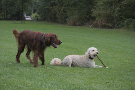 20250913_Dog Park__DSC0514_.jpg