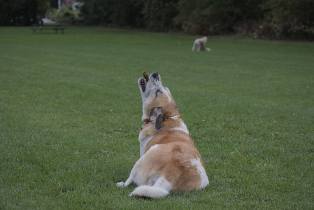 20250913_Dog Park__DSC0551_.jpg