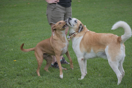 20250913_Dog Park__DSC0586_.jpg