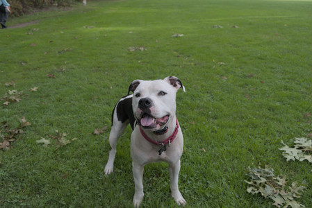 20250916_Dog Park__DSC0069_.jpg