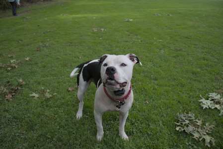 20250916_Dog Park__DSC0070_.jpg