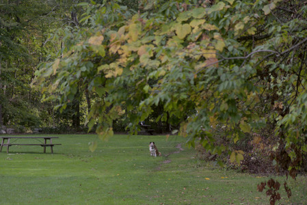 20250916_Dog Park__DSC0082_.jpg