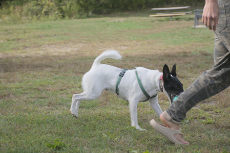 20250916_Dog Park__DSC0090_.jpg