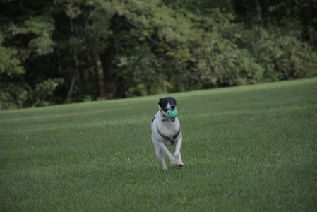 20250916_Dog Park__DSC0100_.jpg