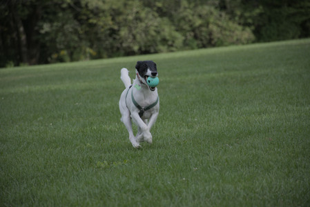 20250916_Dog Park__DSC0101_.jpg