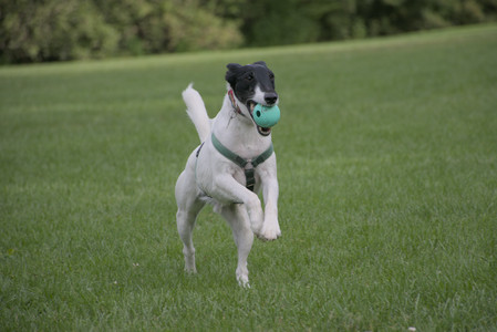 20250916_Dog Park__DSC0102_.jpg