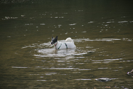 20250916_Dog Park__DSC0104_0.jpg