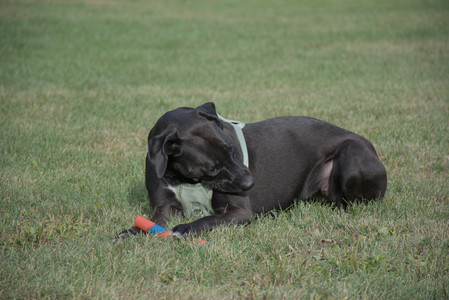 20250916_Dog Park__DSC0110_.jpg