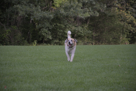20250916_Dog Park__DSC0113_.jpg