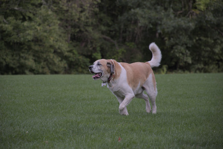 20250916_Dog Park__DSC0116_.jpg