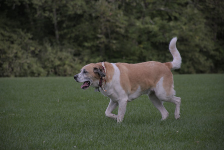 20250916_Dog Park__DSC0117_.jpg