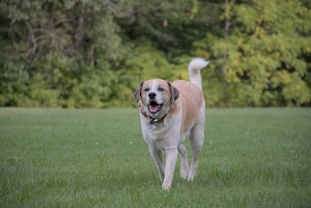 20250916_Dog Park__DSC0118_.jpg