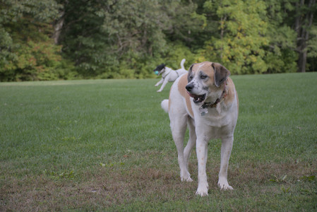 20250916_Dog Park__DSC0121_.jpg