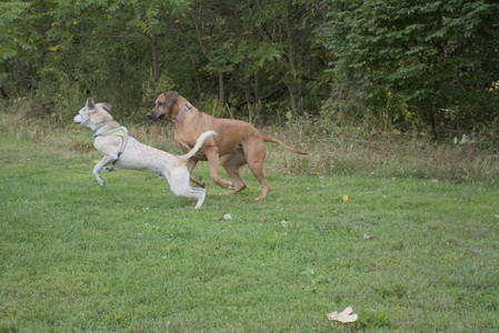 20250916_Dog Park__DSC0126_.jpg