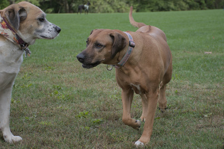 20250916_Dog Park__DSC0129_.jpg