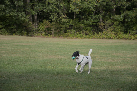 20250916_Dog Park__DSC0132_.jpg
