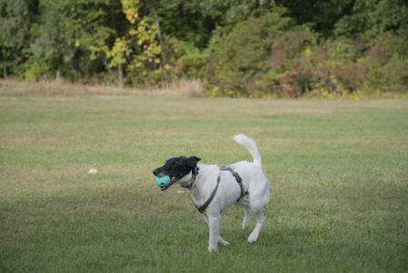 20250916_Dog Park__DSC0134_.jpg