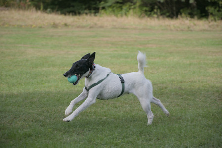 20250916_Dog Park__DSC0135_.jpg