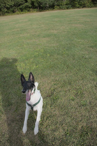 20250916_Dog Park__DSC0146_.jpg
