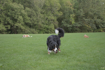 20250916_Dog Park__DSC0160_.jpg