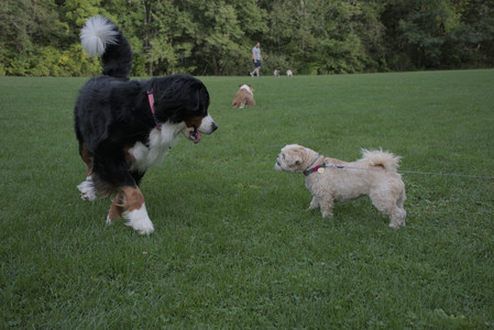 20250916_Dog Park__DSC0166_.jpg