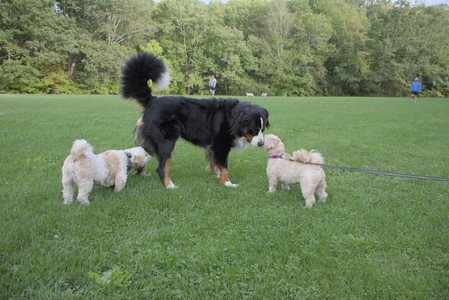 20250916_Dog Park__DSC0169_.jpg