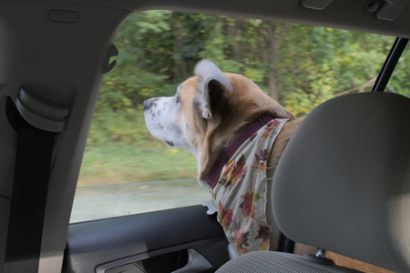 20250917_Dog Park__DSC0015_.jpg