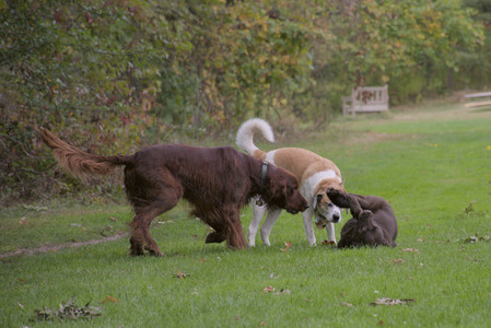 20250917_Dog Park__DSC0024_.jpg
