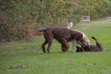 20250917_Dog Park__DSC0025_.jpg