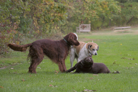 20250917_Dog Park__DSC0028_.jpg
