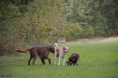 20250917_Dog Park__DSC0029_.jpg