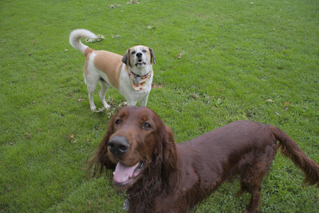 20250917_Dog Park__DSC0042_.jpg