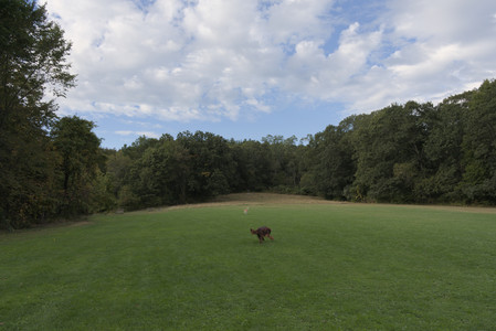20250917_Dog Park__DSC0046_.jpg