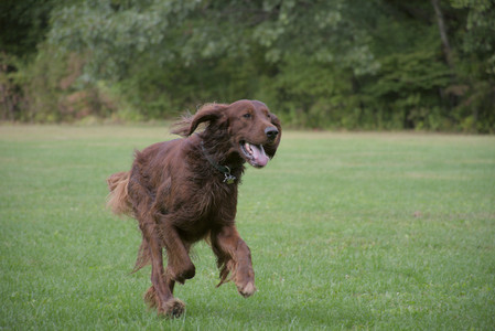 20250917_Dog Park__DSC0055_.jpg