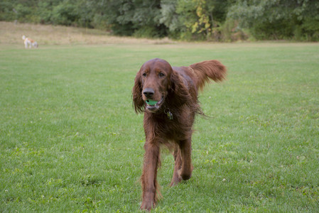 20250917_Dog Park__DSC0061_.jpg