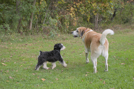 20250917_Dog Park__DSC0069_.jpg