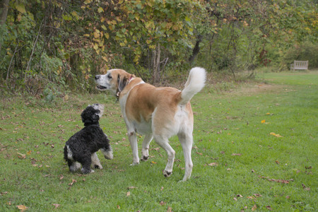20250917_Dog Park__DSC0070_.jpg