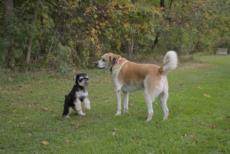 20250917_Dog Park__DSC0072_.jpg