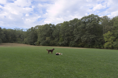 20250917_Dog Park__DSC0077_.jpg