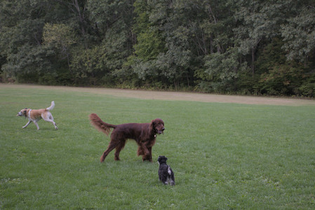20250917_Dog Park__DSC0079_.jpg