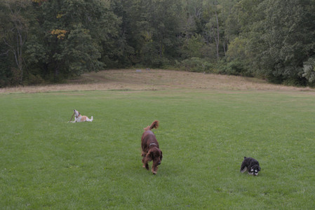 20250917_Dog Park__DSC0083_.jpg