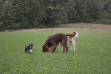 20250917_Dog Park__DSC0084_.jpg