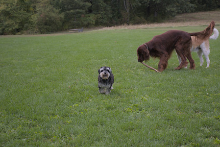 20250917_Dog Park__DSC0085_.jpg
