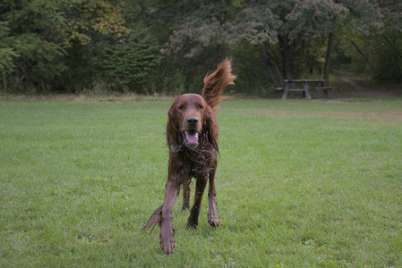 20250917_Dog Park__DSC0090_.jpg