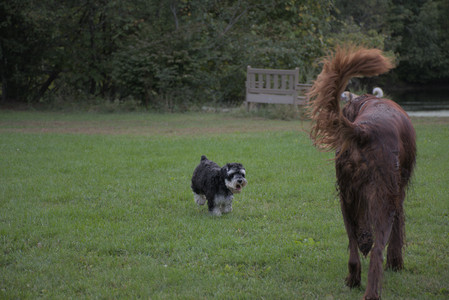 20250917_Dog Park__DSC0094_.jpg