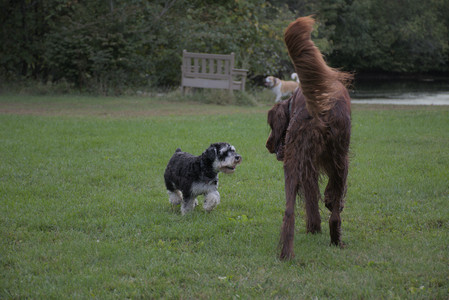 20250917_Dog Park__DSC0095_.jpg