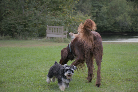 20250917_Dog Park__DSC0096_.jpg