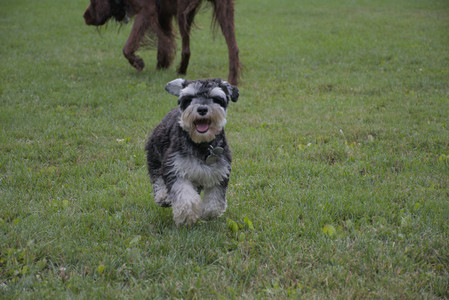20250917_Dog Park__DSC0098_.jpg