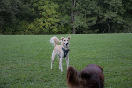20250917_Dog Park__DSC0104_.jpg
